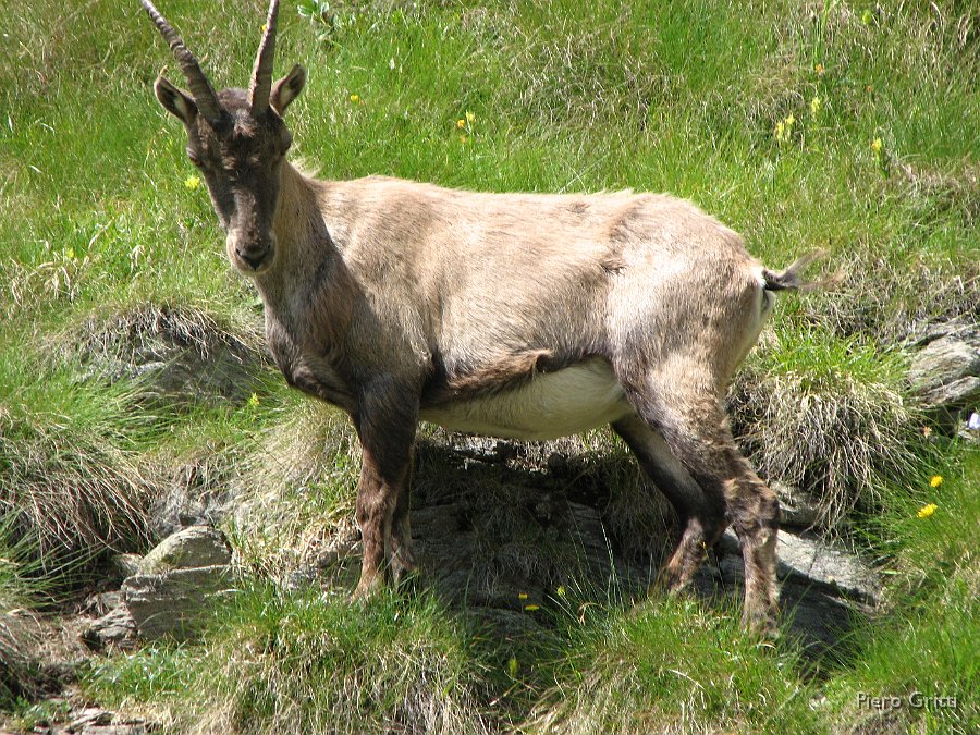 Masoni 254.jpg - Osserva